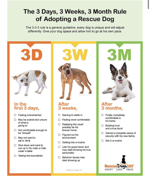 Rescue dog, not making any emotional connection with us