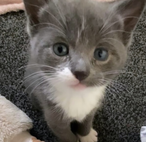 New Kitten