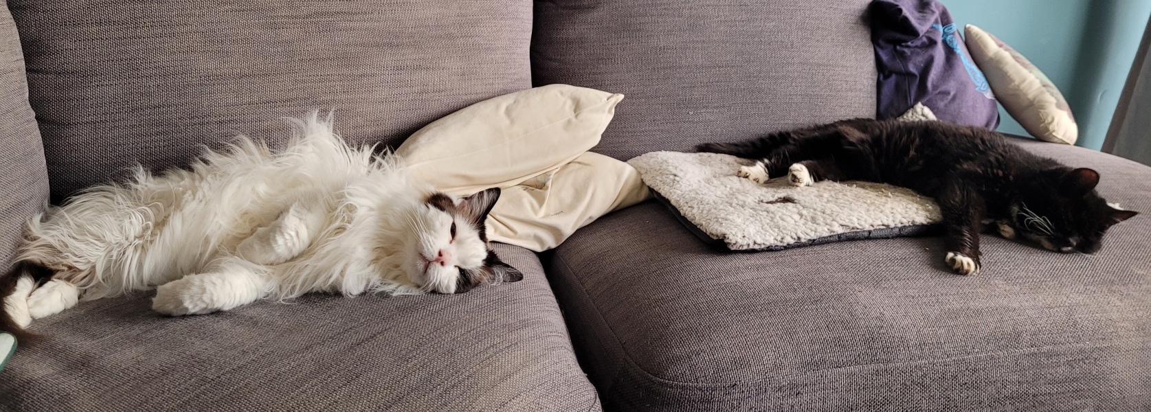 A Very Great Quantity Of Excellent Cats