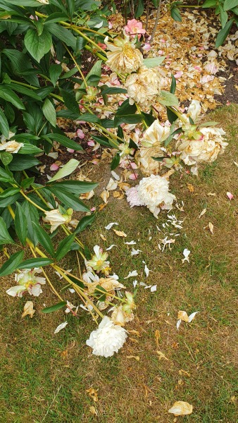 Peonies - novice gardener!