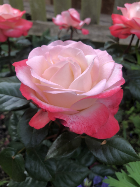 2023 - it's a good year for the roses.