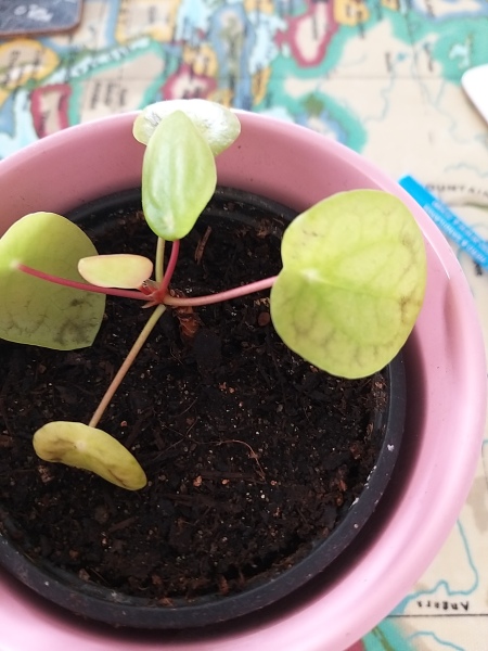 What's wrong with my Chinese money plant?