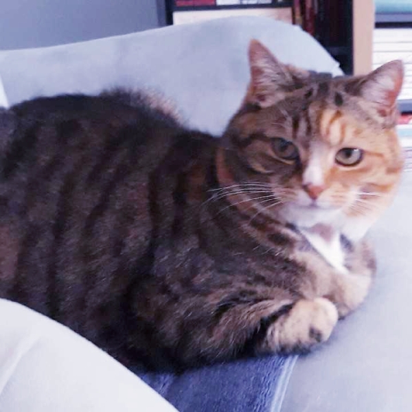 A Very Great Quantity Of Excellent Cats