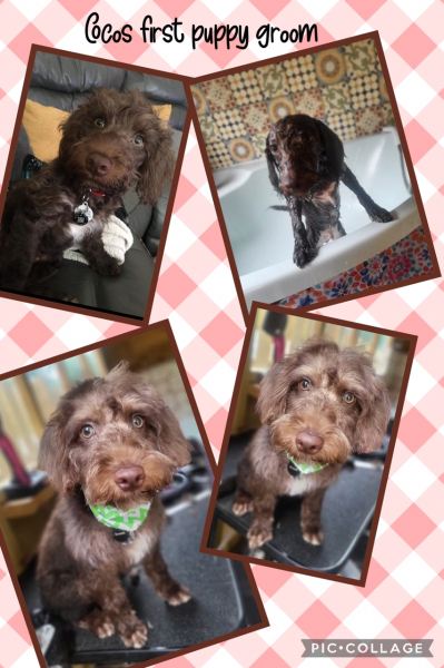 My dog suddenly died today