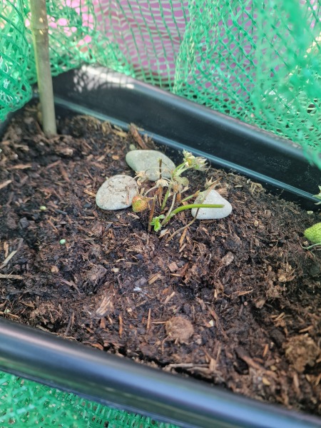 What's happened to my strawberry plants?! 