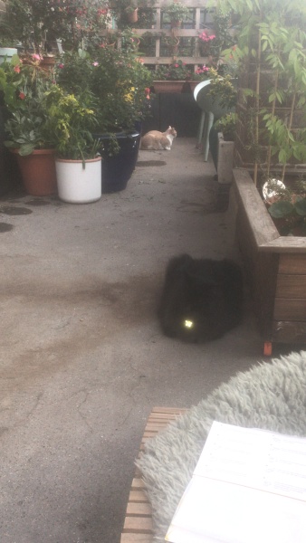 Cats used to be worshiped as Gods...