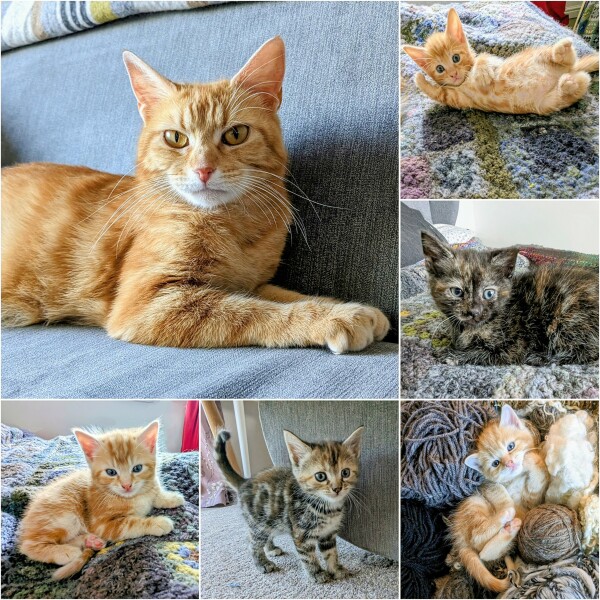 I want to adopt a cat from RSPCA but every cat I clicked on says no kids in household 