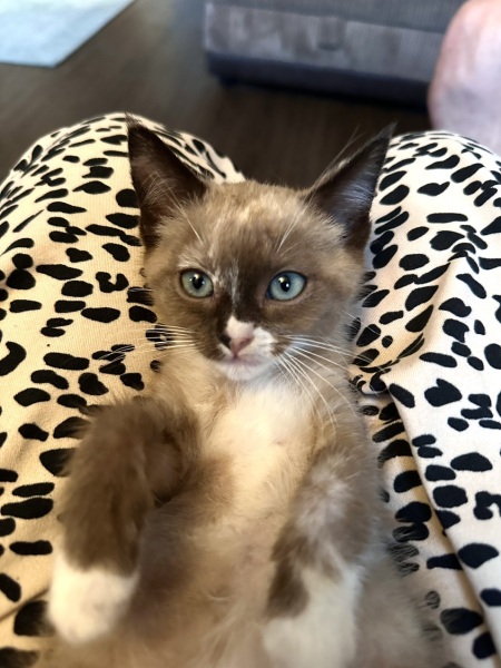 Our new kitten needs a name!