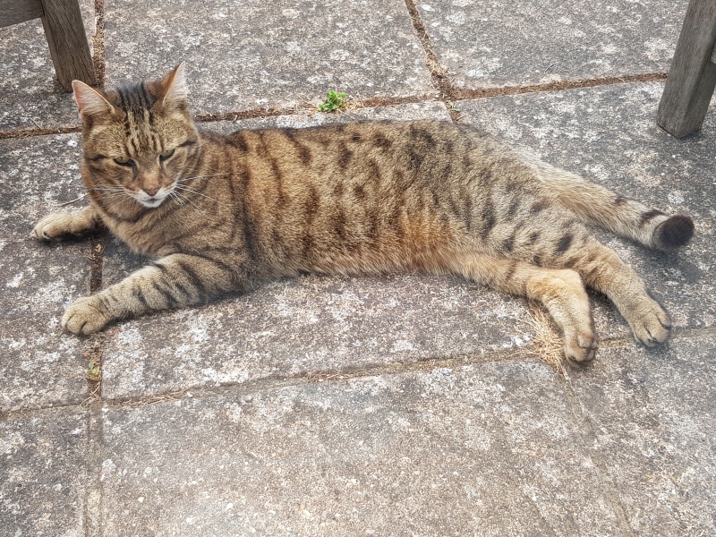 Thug cat part 5 - For he will not do destruction, if he is well-fed, neither will he spit without provocation.