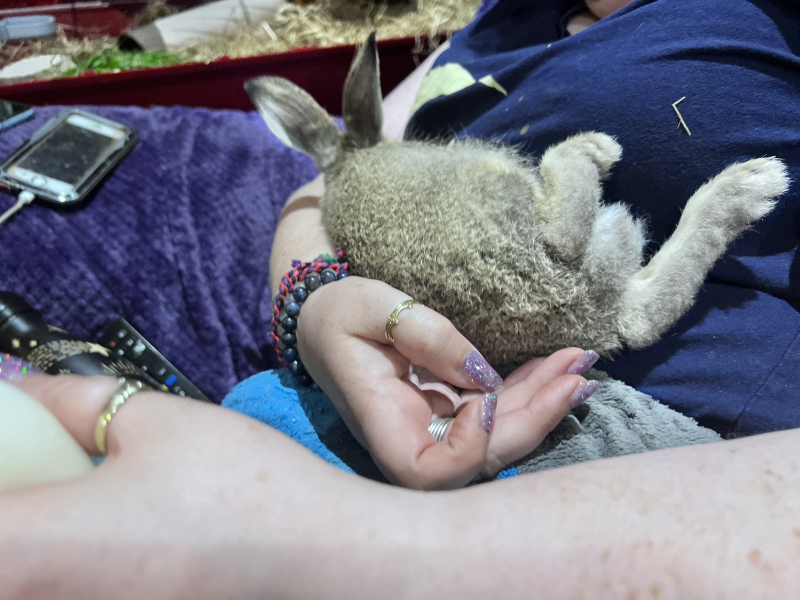 A wild rabbit has moved into my garden… WWYD?