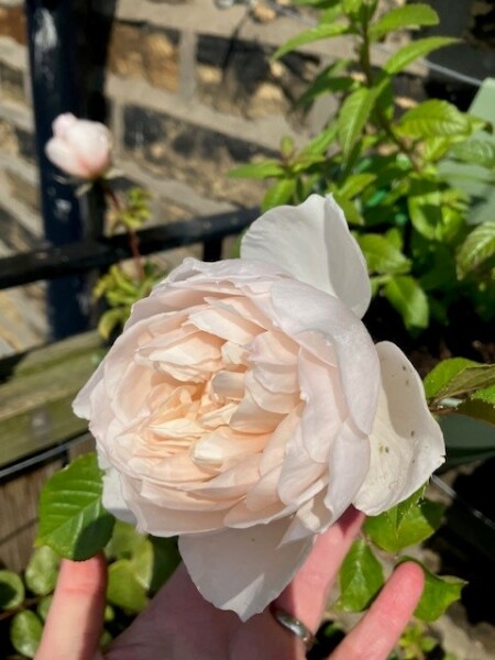 Choosing roses for pots