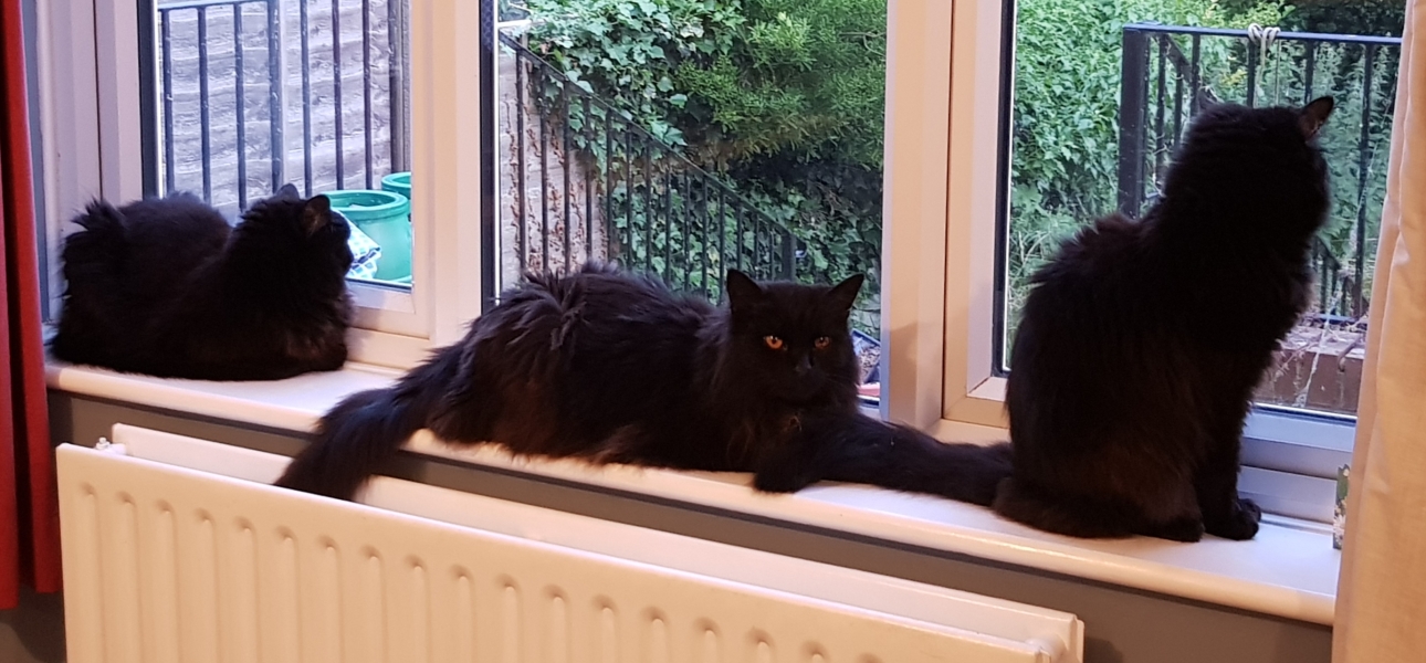 Cats used to be worshiped as Gods...