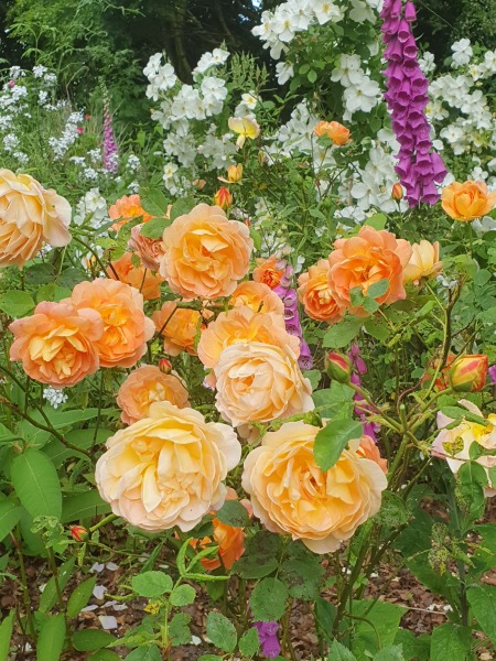 Rose Appreciation Thread