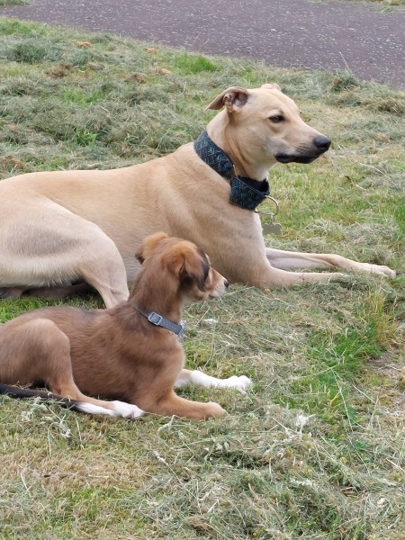 Puppy support group