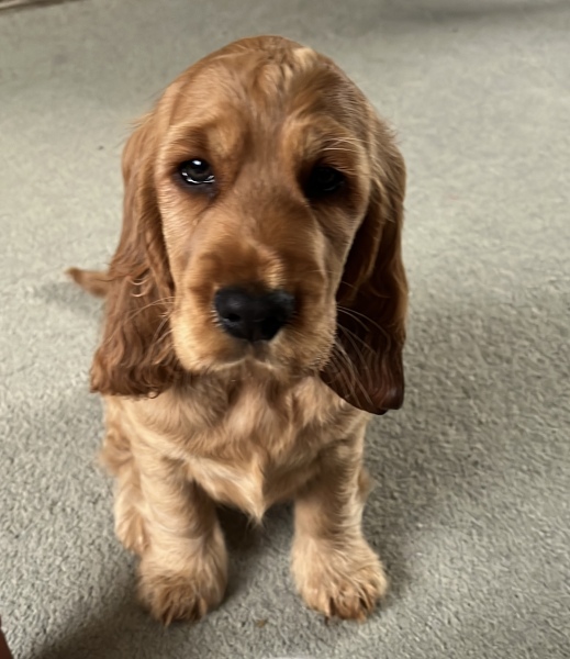 Meet Betty