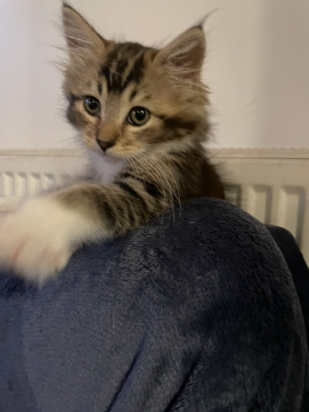 Our new kitty pixie - settling in advice