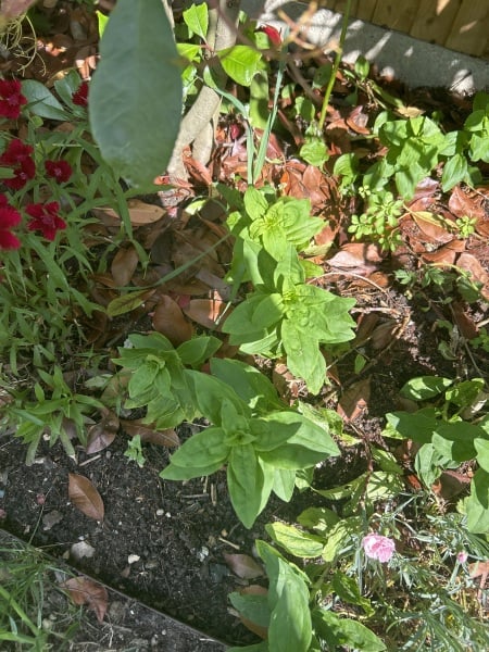 Soapwort that doesn’t flower?