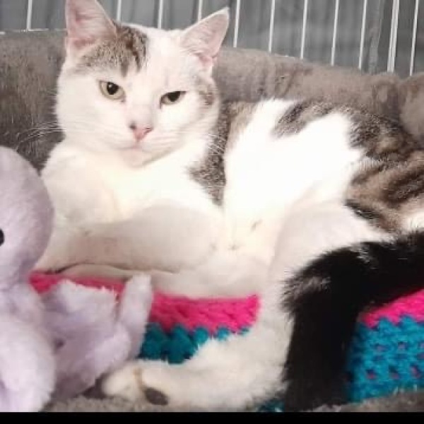 How long did it take for your new cat to come out of hiding?