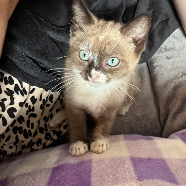 Our new kitten needs a name!