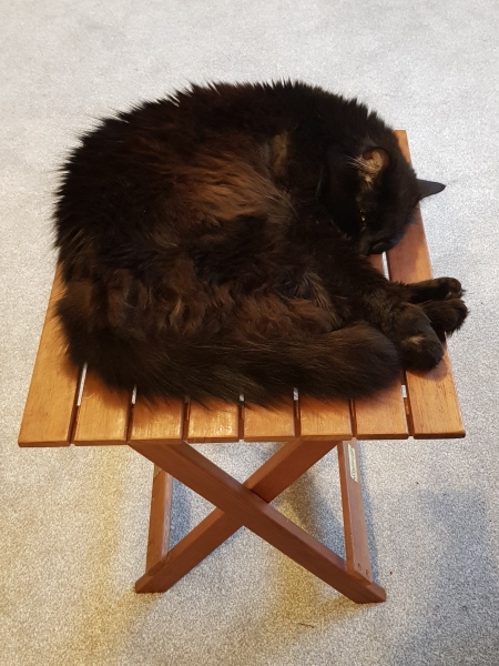 A Very Great Quantity Of Excellent Cats