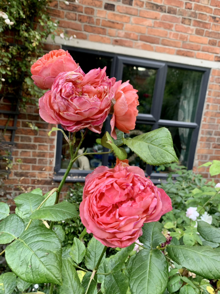 Rose Appreciation Thread