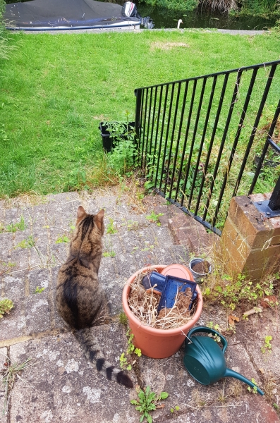 Thug cat part 5 - For he will not do destruction, if he is well-fed, neither will he spit without provocation.