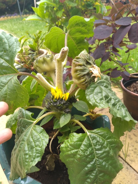 What should I do to this sunflower?!