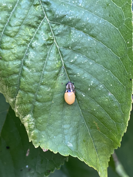 Where are all the ladybirds??