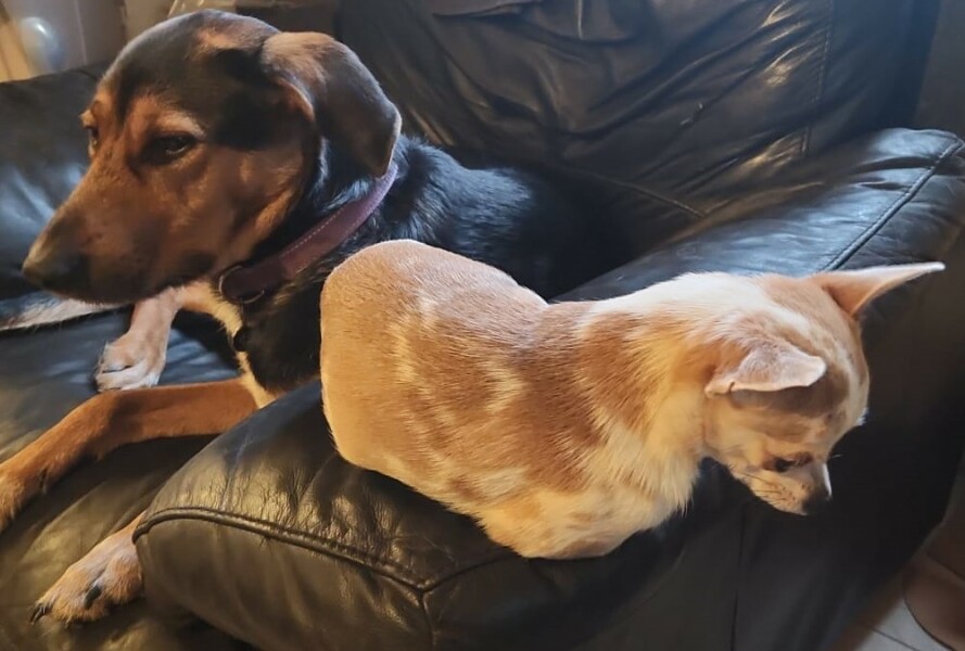 What do you call your dog…?