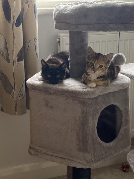 4 cats - am I doing the right thing?