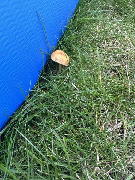 Any mushroom experts quickly please