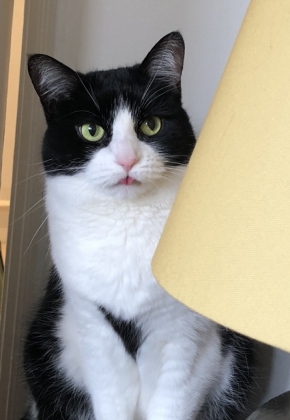 Nightmare Cat