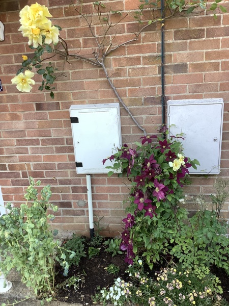 Rose and clematis combination