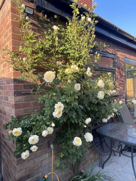 Have your peonies sprouted yet?