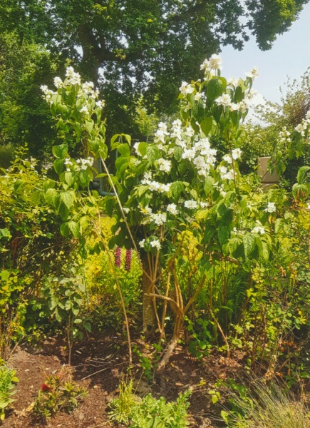 How can I make this discovered lilac tree bloom - if it is a lilac?