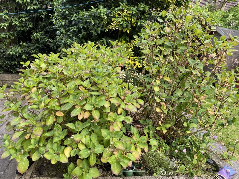 What shall I do with my hydrangeas?