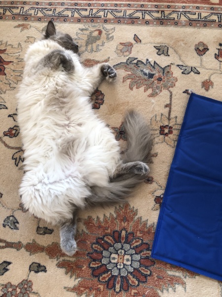 A Very Great Quantity Of Excellent Cats