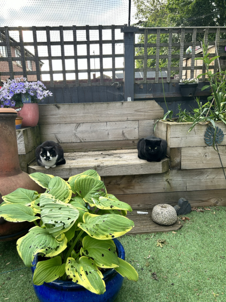 What to do with my terrified cat!