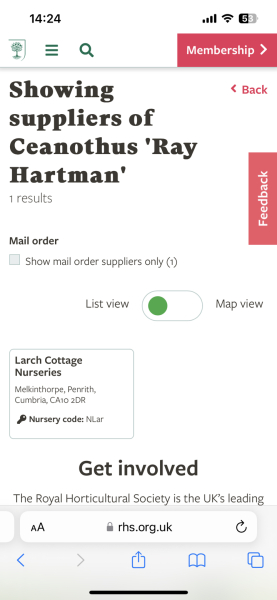 anyone expert about ceanothuses/Californian lilac? or should that plural be ceanothus?