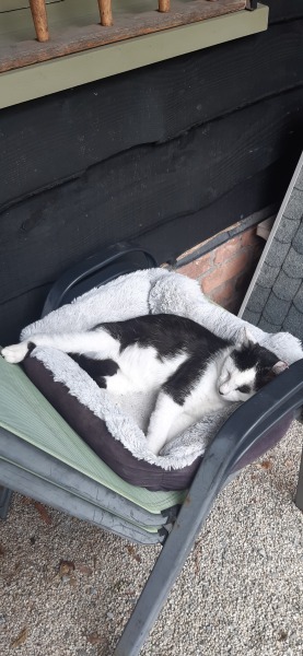 Let's have a happy thread. Show me your kitties.