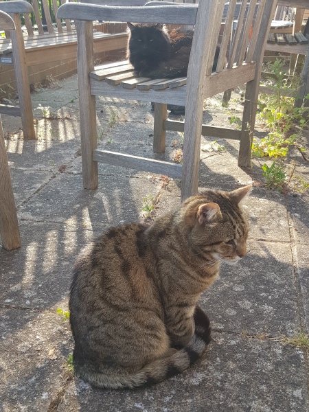 Thug cat part 5 - For he will not do destruction, if he is well-fed, neither will he spit without provocation.