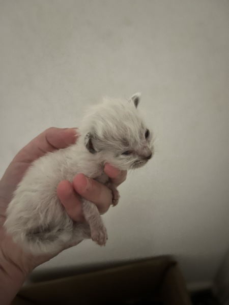 Any cat breeders had a kitten THIS small? 