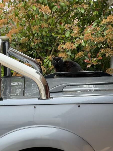 Thug cat part 5 - For he will not do destruction, if he is well-fed, neither will he spit without provocation.