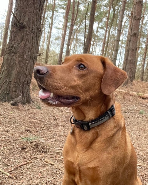 Royal Style and Beauty: Trooping forward - colour glitter and style but more tiaras may take a while..