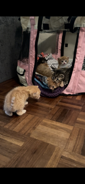 Advice please! Cat close to birth?