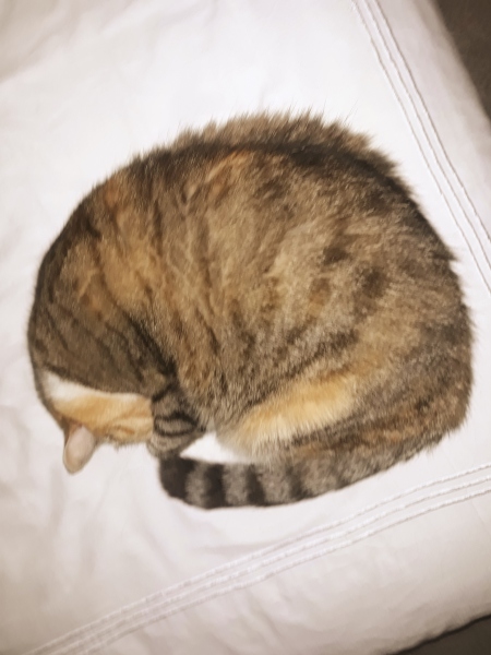 Cats used to be worshiped as Gods...