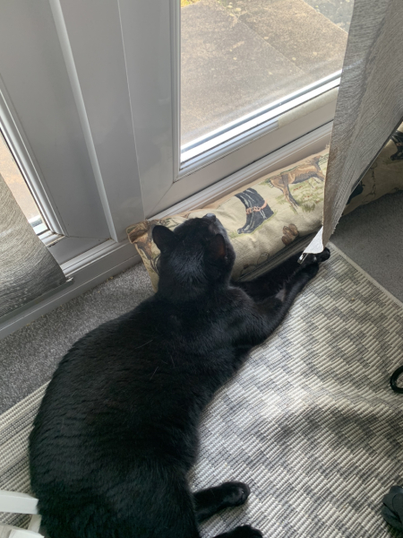 Cats used to be worshiped as Gods...