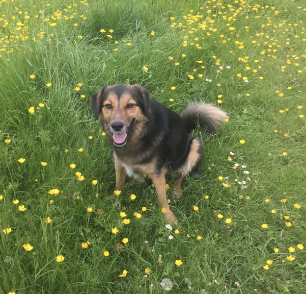 Positive Romanian rescue story