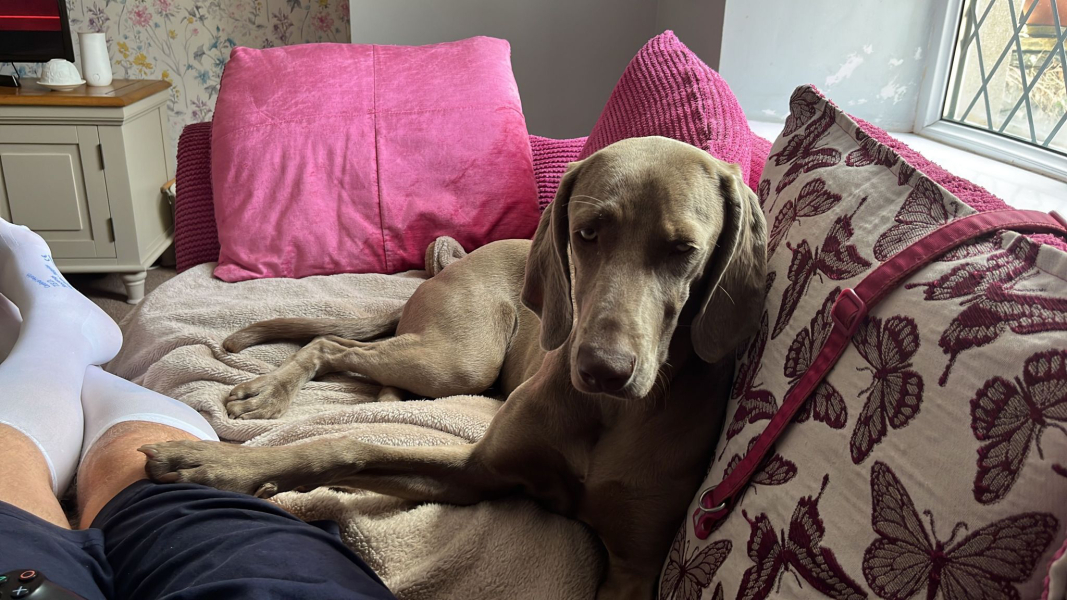 Puppy survival thread part 2