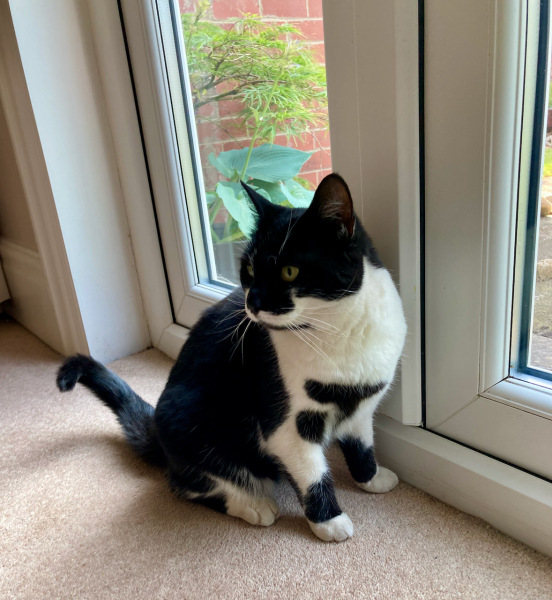 Thread 8 - TalkLair: “Brewing Russell's teapot” 